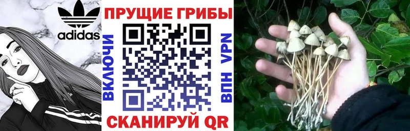 Галлюциногенные грибы мицелий  Сальск 